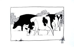 Pen-and-ink-drawing-cow-